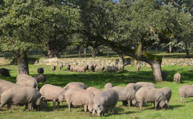 Cerdos ibéricos comiendo bellota.
