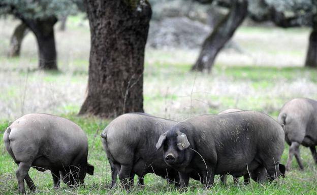 Un total de 270.306 cerdos ibéricos se han cebado esta montanera en la región, según UPA
