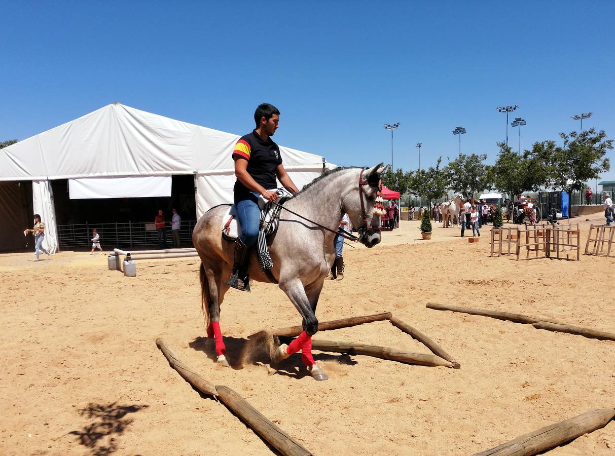 Fotos: Feria de Mayo