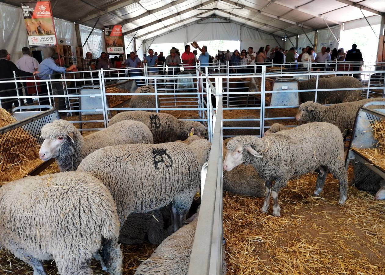 Fotos: Feria de Mayo