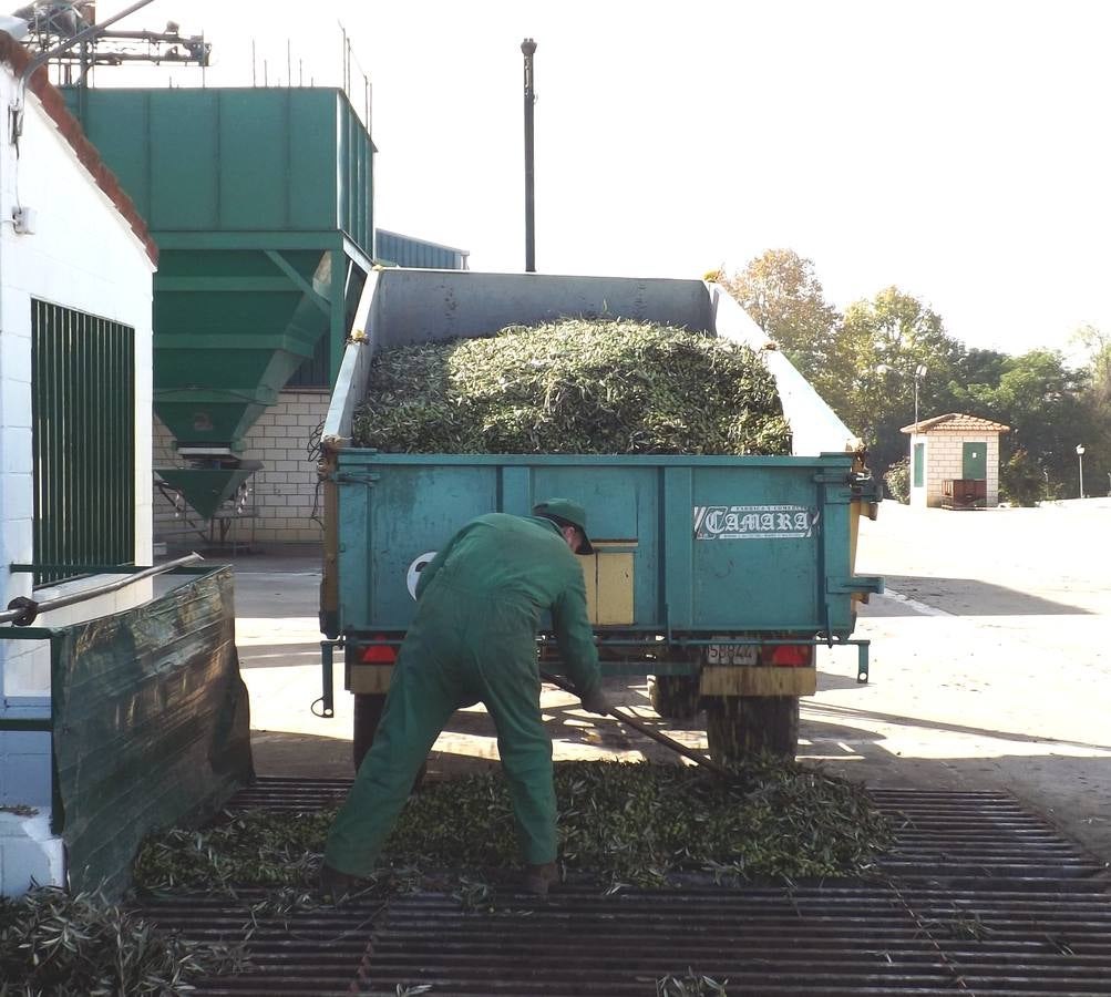 Un agricultor entrega sus aceitunas