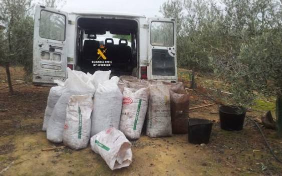 Sacos de aceitunas incautados por la Guardia Civil en otro robo 