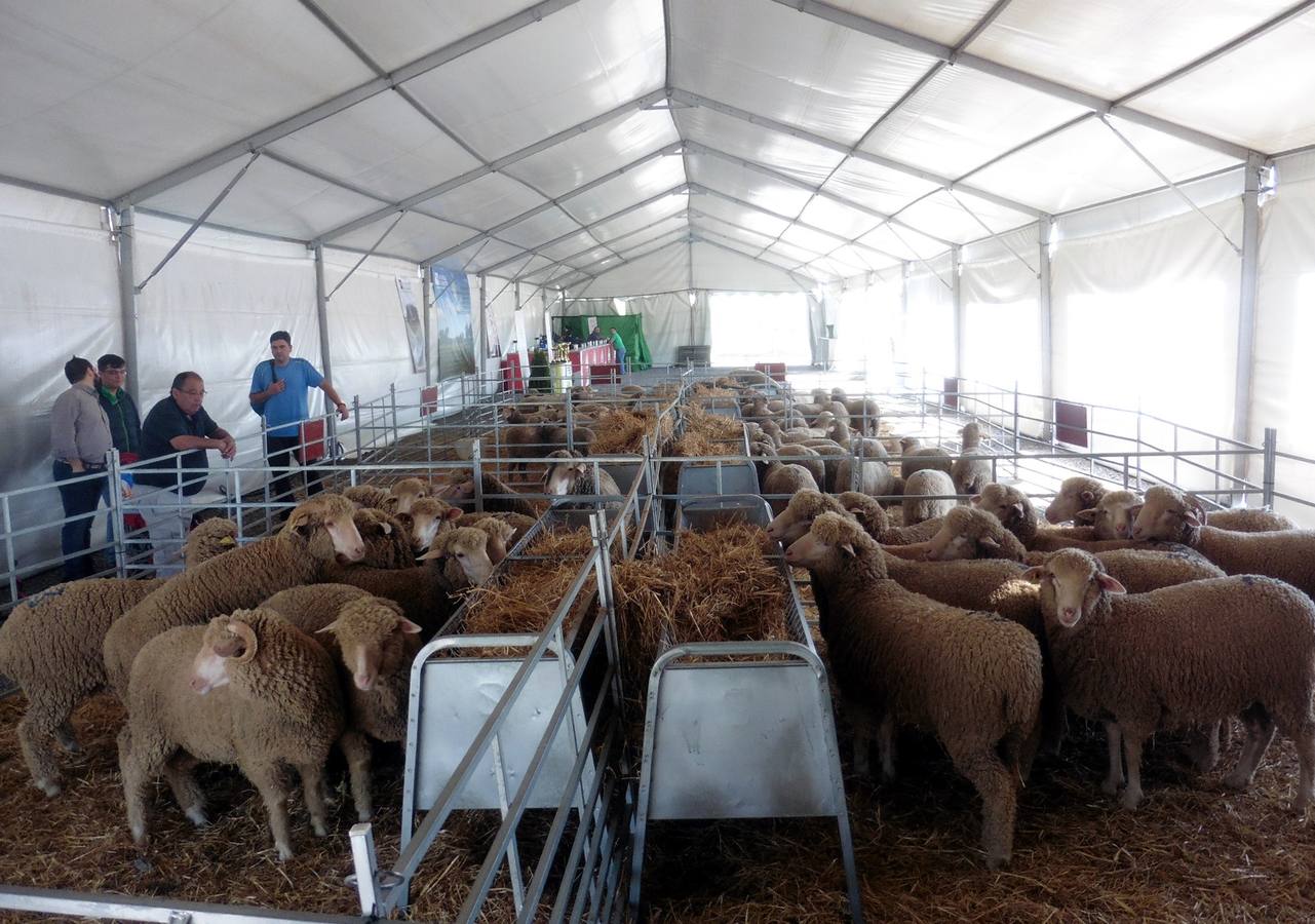 Carpa de la Diputación instalada en El Borriquero