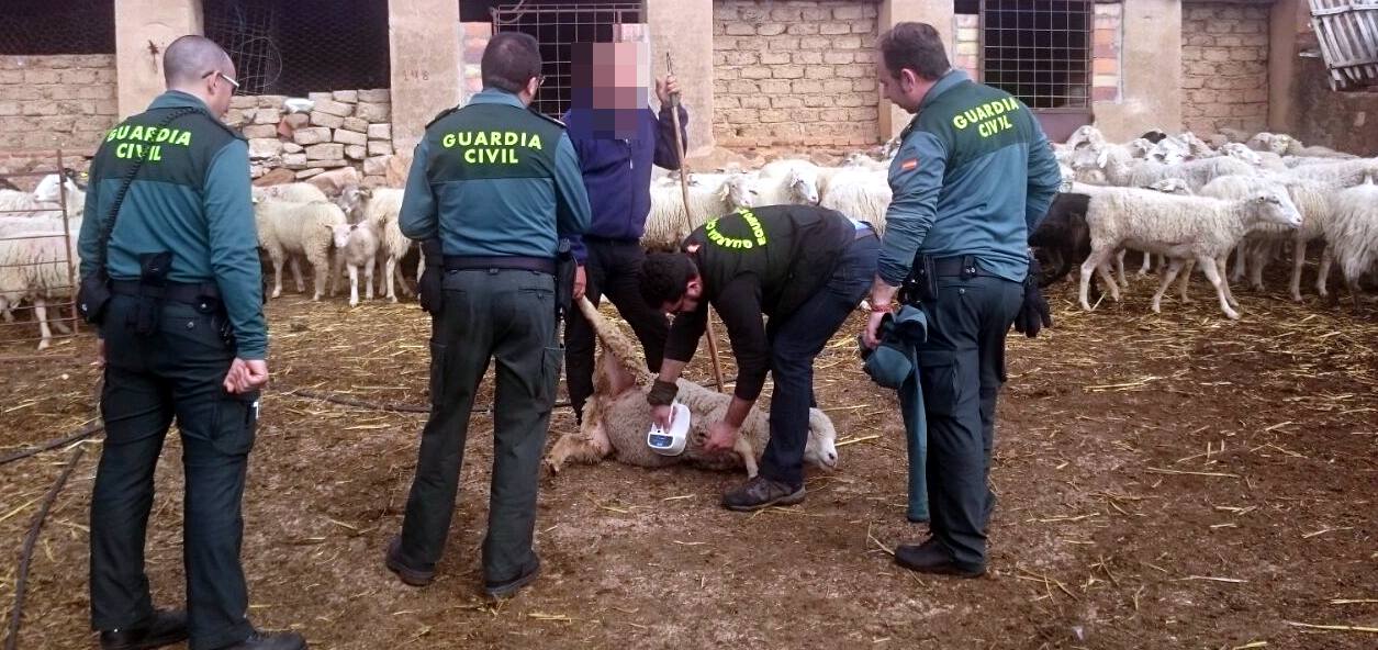 Un agente comprueba el microchip de una de las ovejas