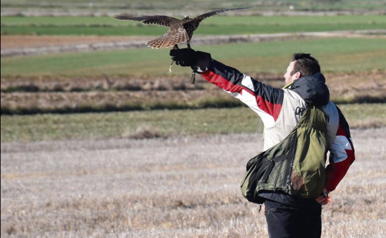 Llerena acoge un nuevo Campeonato de Extremadura de Cetrería