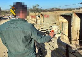 Dos vecinos de Trasierra y Llerena, investigados por un presunto delito de maltrato animal y falsedad documental