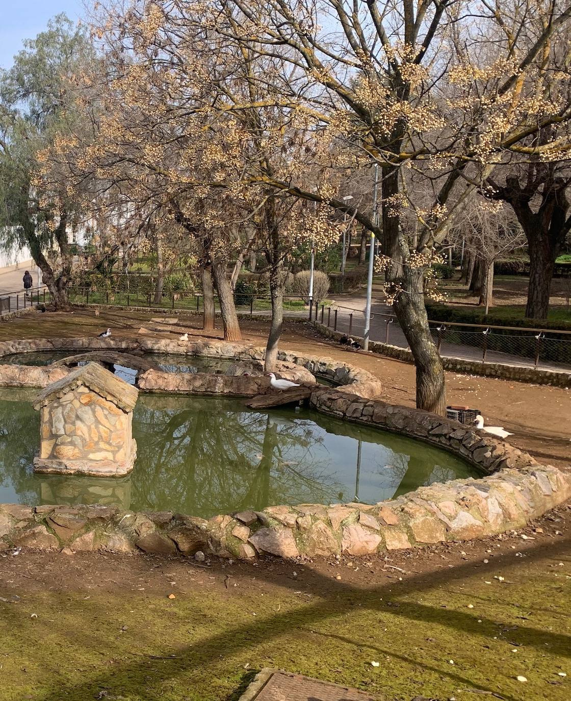 Árboles en el Parque Municipal 