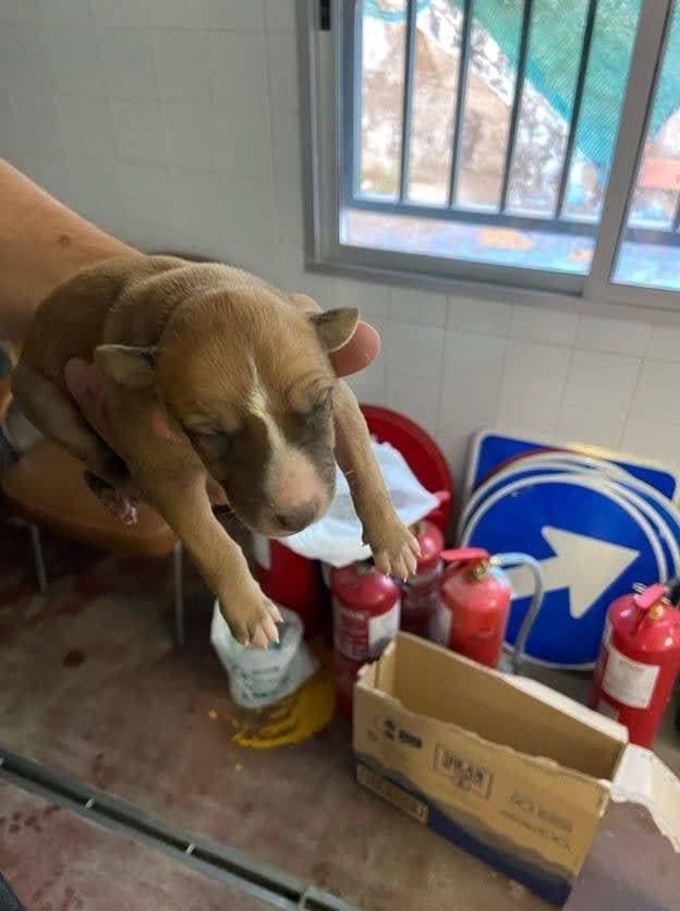 Uno de los cachorros tras la toma de leche esta mañana 