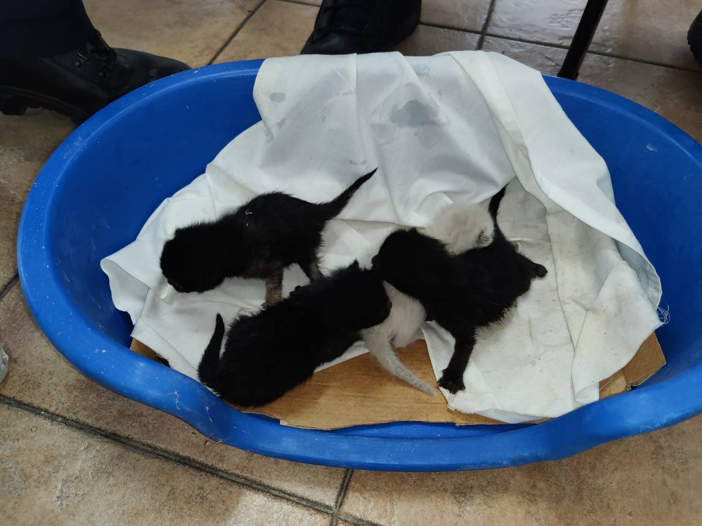Gatos abandonados 