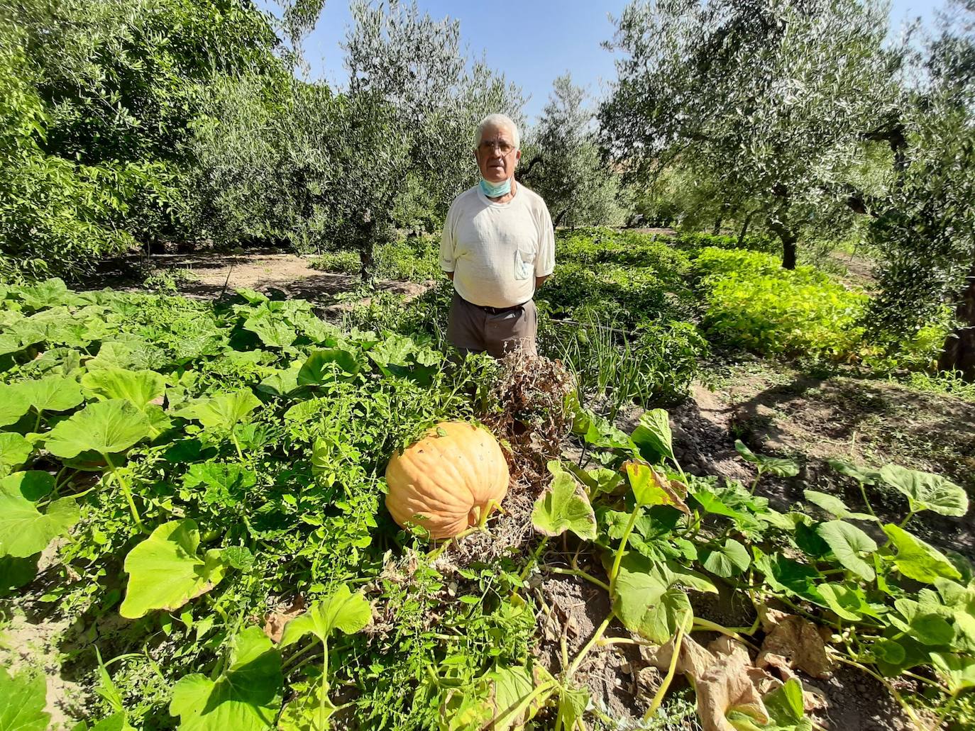 Curro y su gran calabaza 