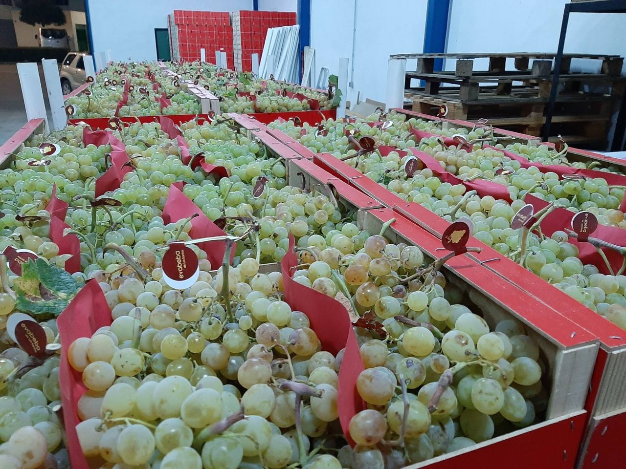 Envasado de la uva santeña 