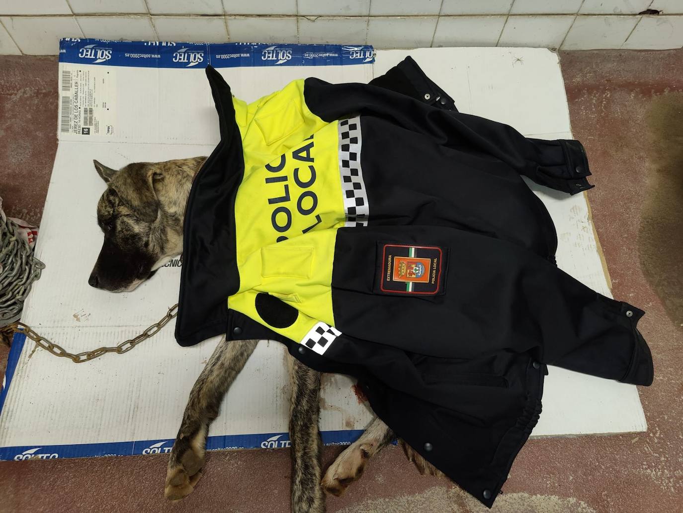 La cachorra de mastín fue atendida en las dependencia policiales 