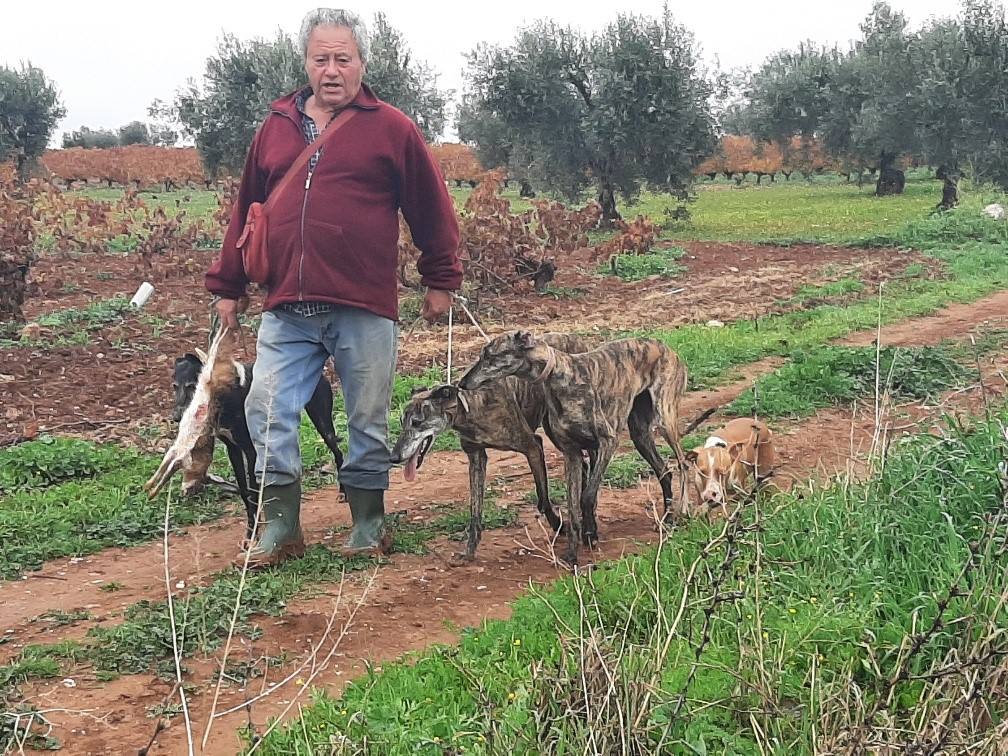 Un galguero con una liebre recien cobrada 