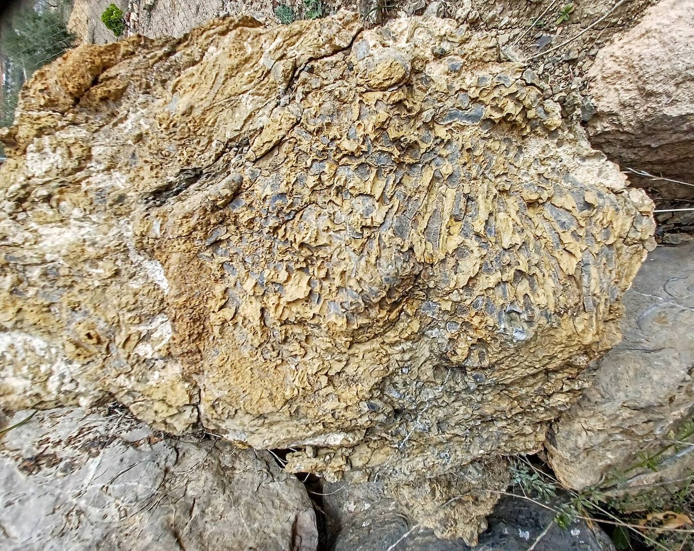 Unos de los fósiles visto en le ruta 
