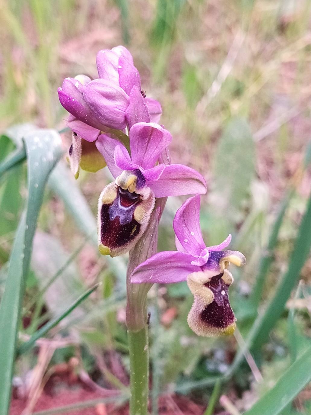 Orquidea muy común en las sierras de Los Santos 