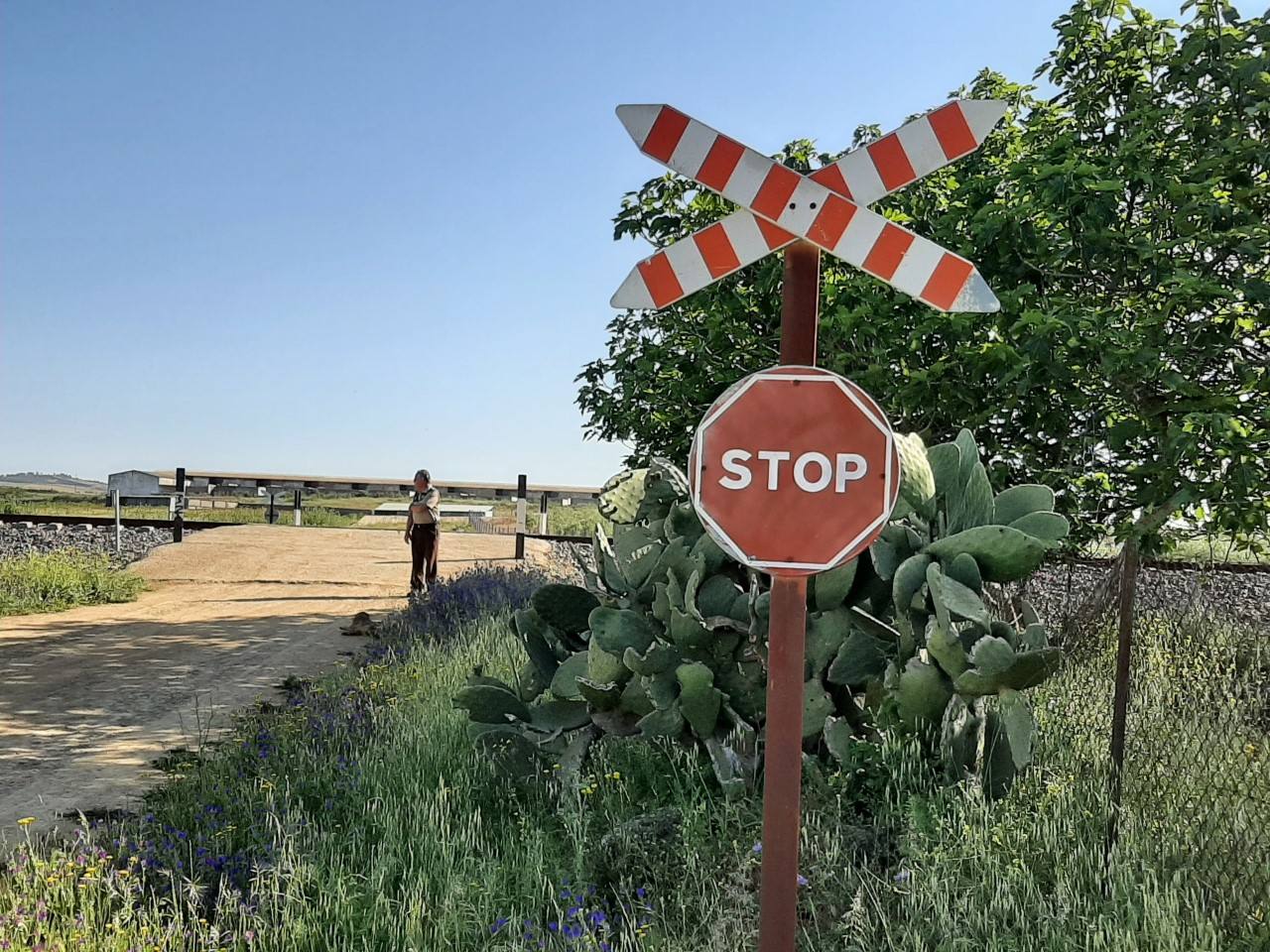 Lugar del accidente. Paso a nivel sin barrera 