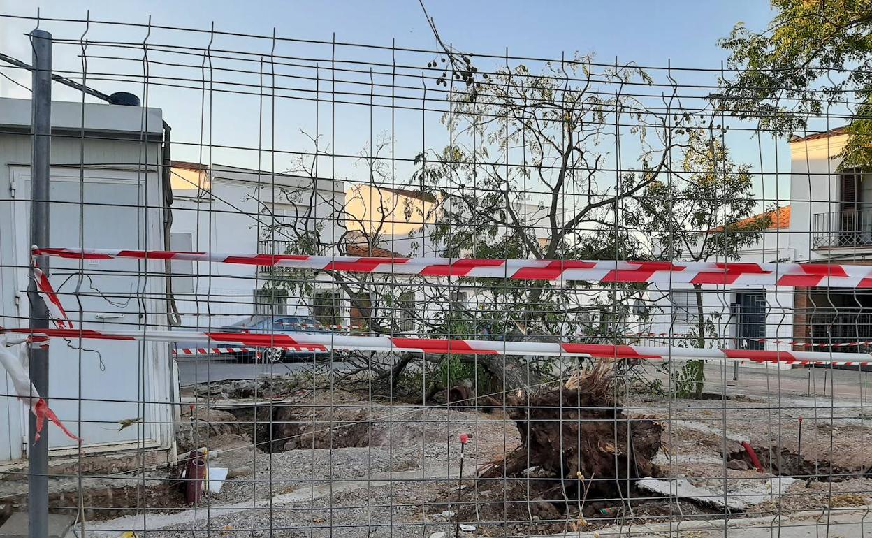 El árbol no produjo ningún daño al caer al suelo debido al aire y que habia sido descubierto en sus raíces 