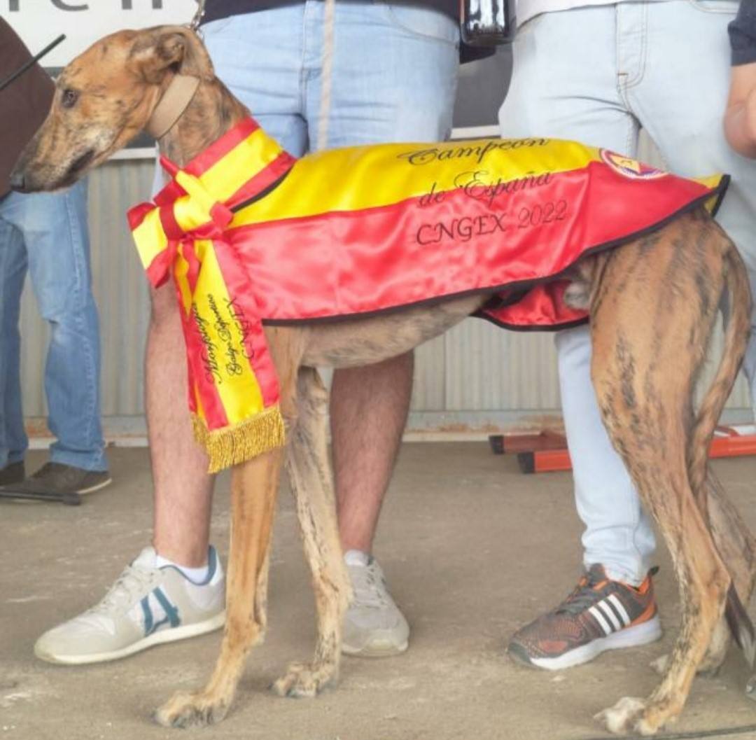 Marruco el más guapo de su raza 