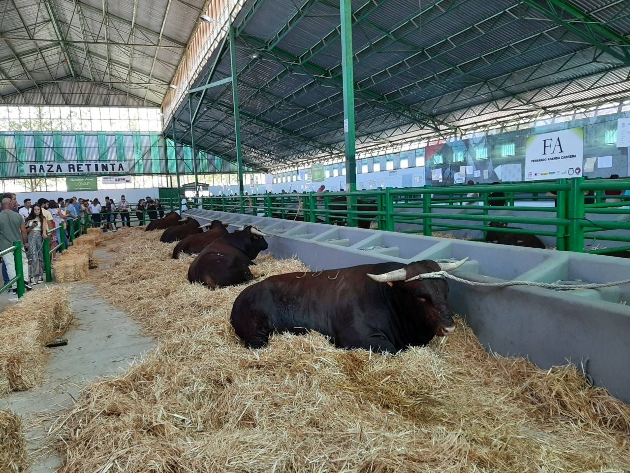 Feria Zafra y su ganado 