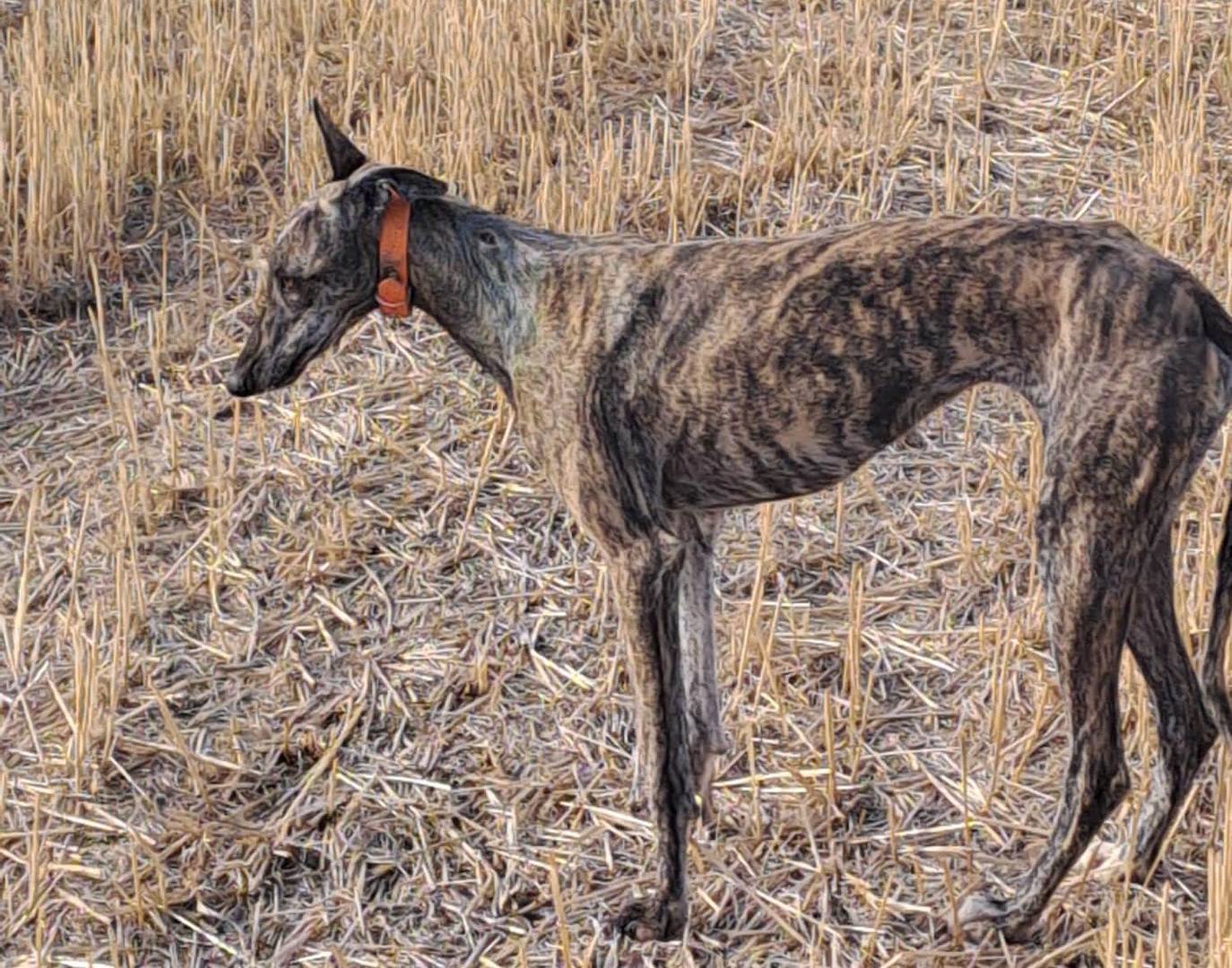 Uno de los perros, supuestamente robados 