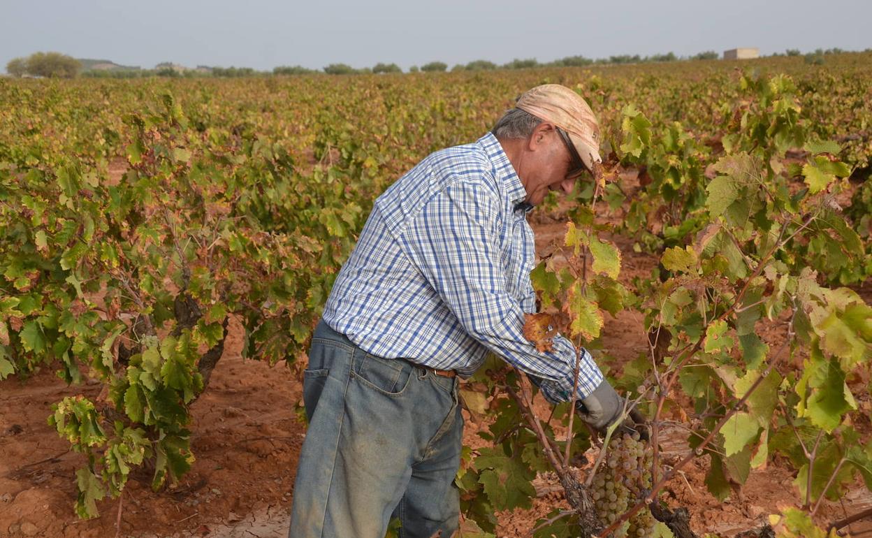 Ventimiador cortando uvas 