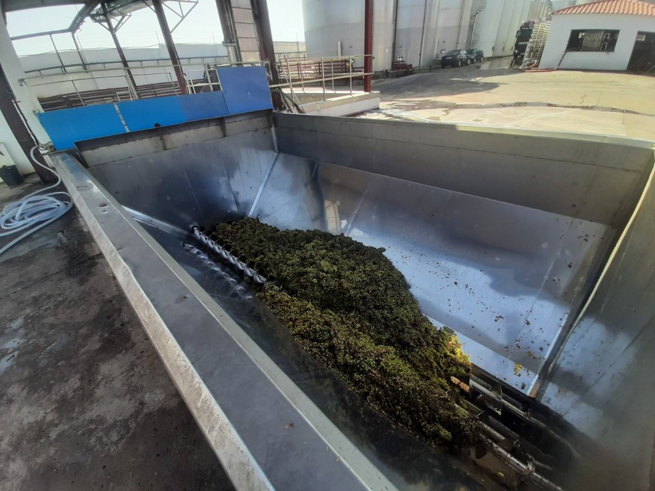 Descargando uvas en Vitilosa 