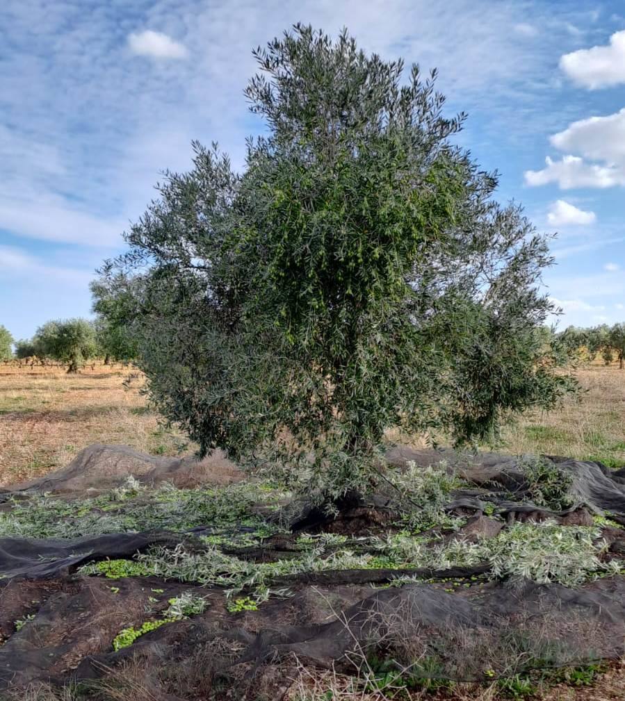 Olivar donde estaban los ladrones de aceitunas con las redes puestas 