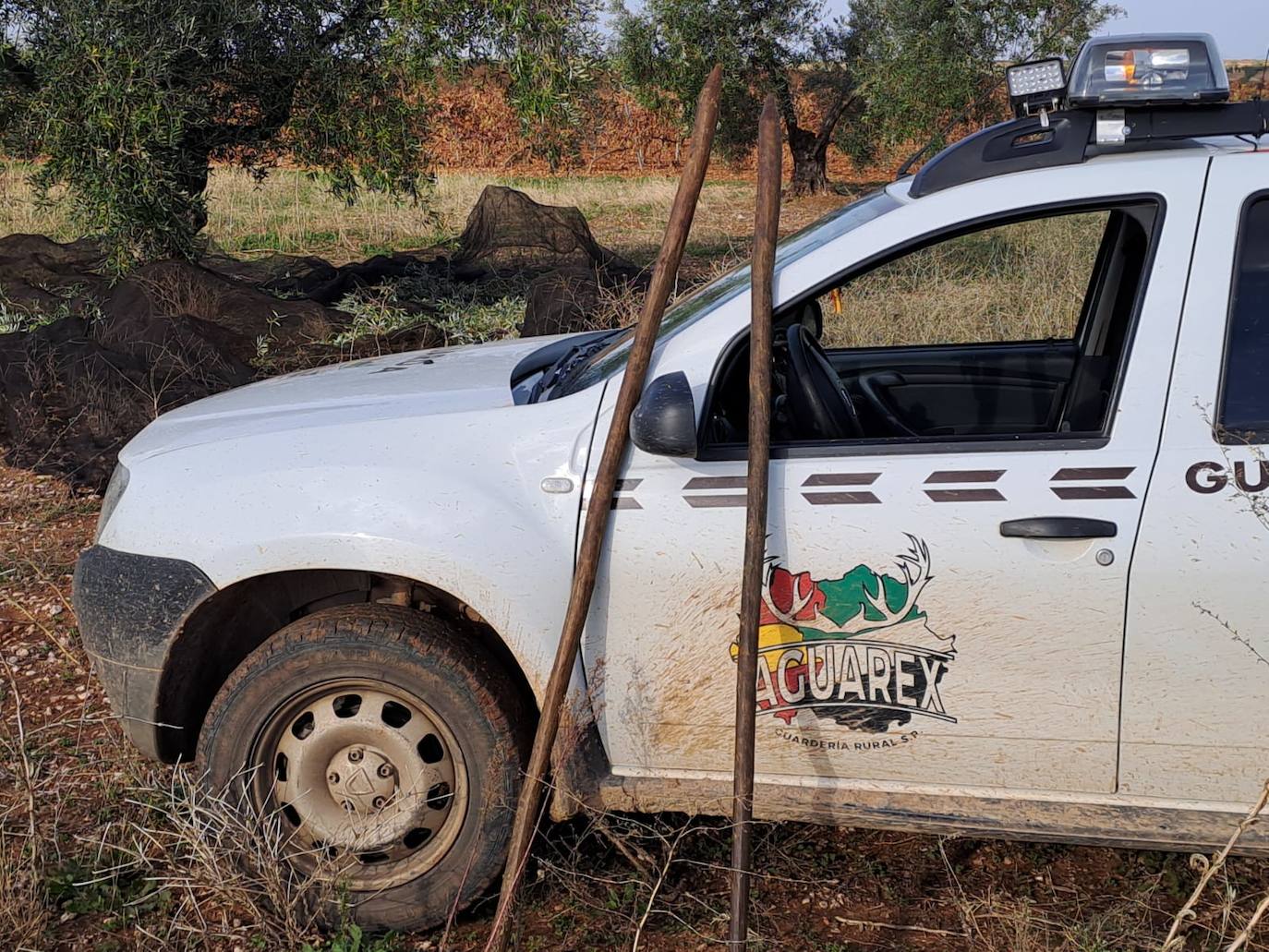 Las varas de varear intervenidas y las redes al fondo bajo el olivo 