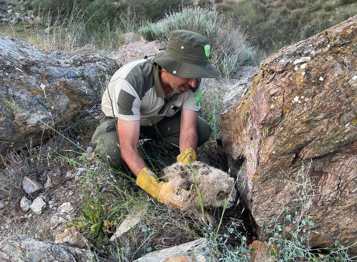 El guarda forestal de la Junta de Extremadura rescatando uno de los búhos