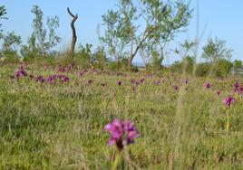 Campo de orquídeas entre almendros