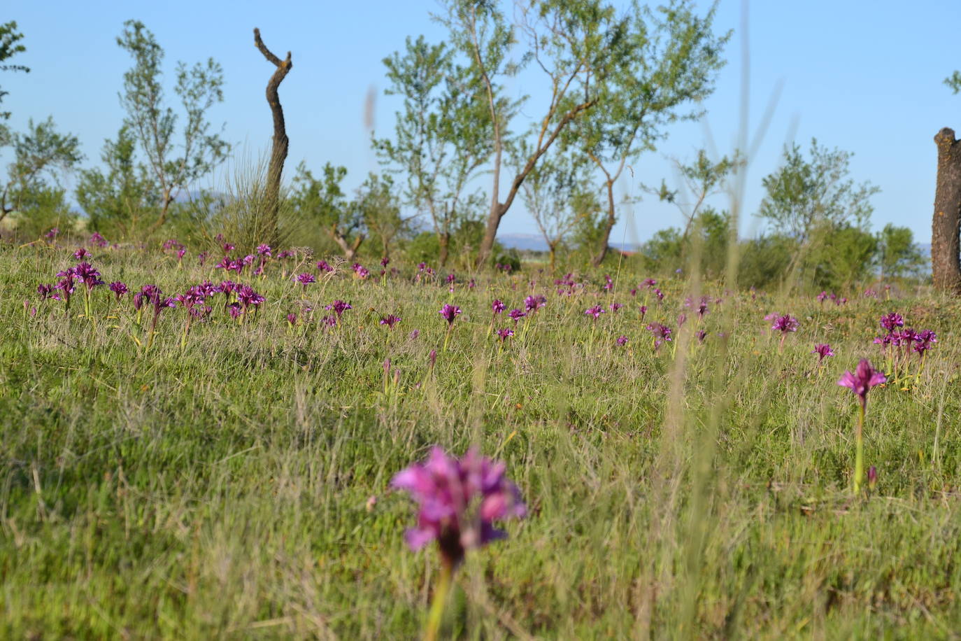 Campo de orquídeas entre almendros