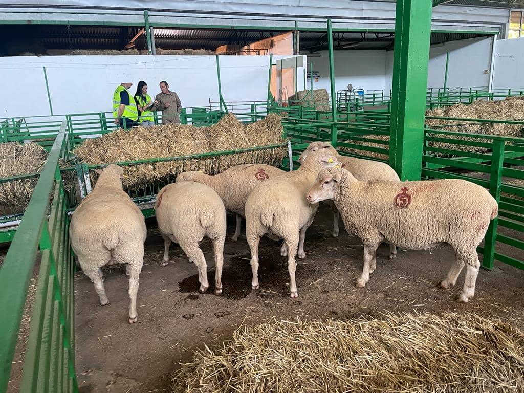 La presidenta de la Junta, María Guardiola, inaugura mañana jueves la Feria Internacional Ganadera de Zafra