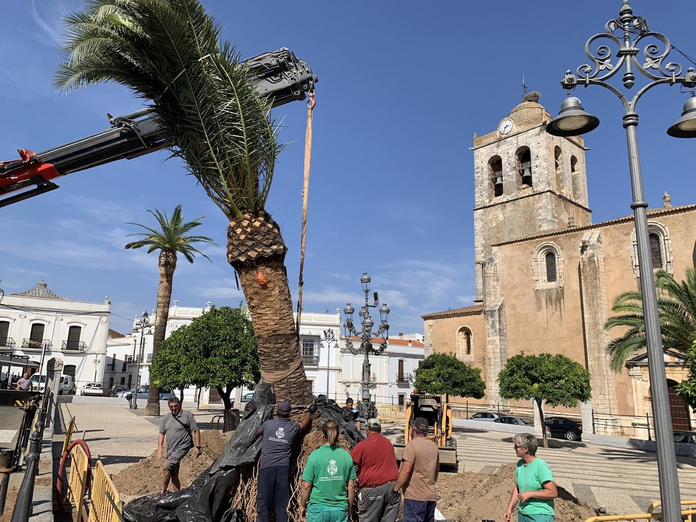 Momento de la colocación de una de las palmeras
