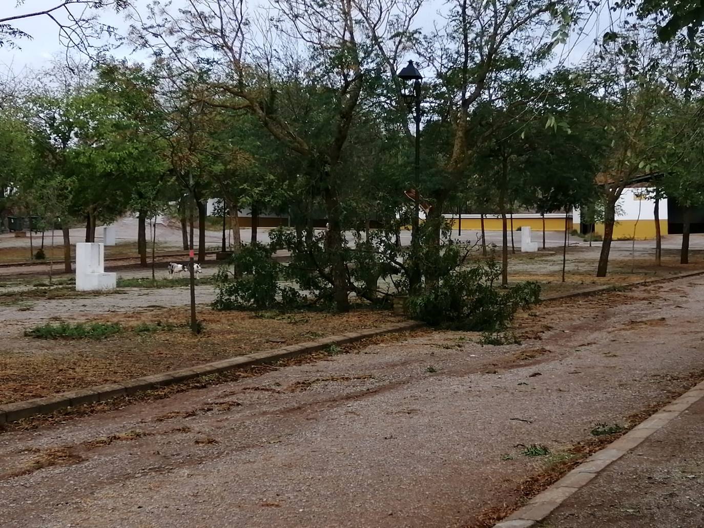 Árbol caido