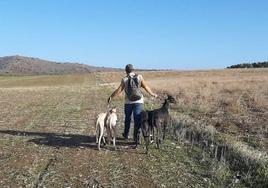 A las liebres con galgos