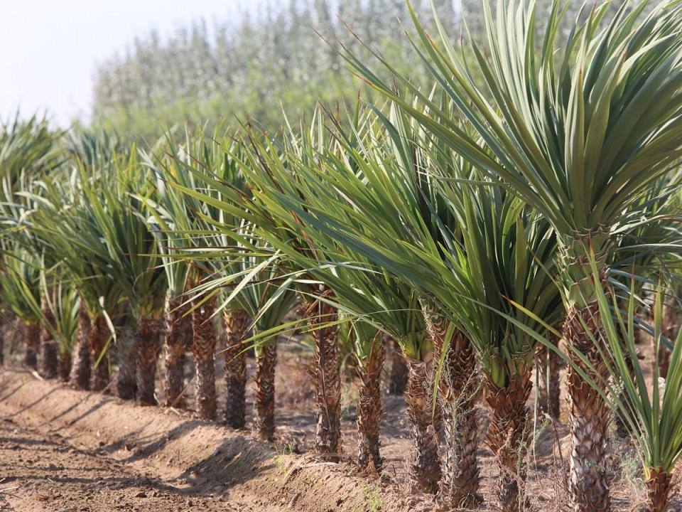 El Vivero Provincial inicia su campaña anual de suministro de plantas para zonas verdes municipales
