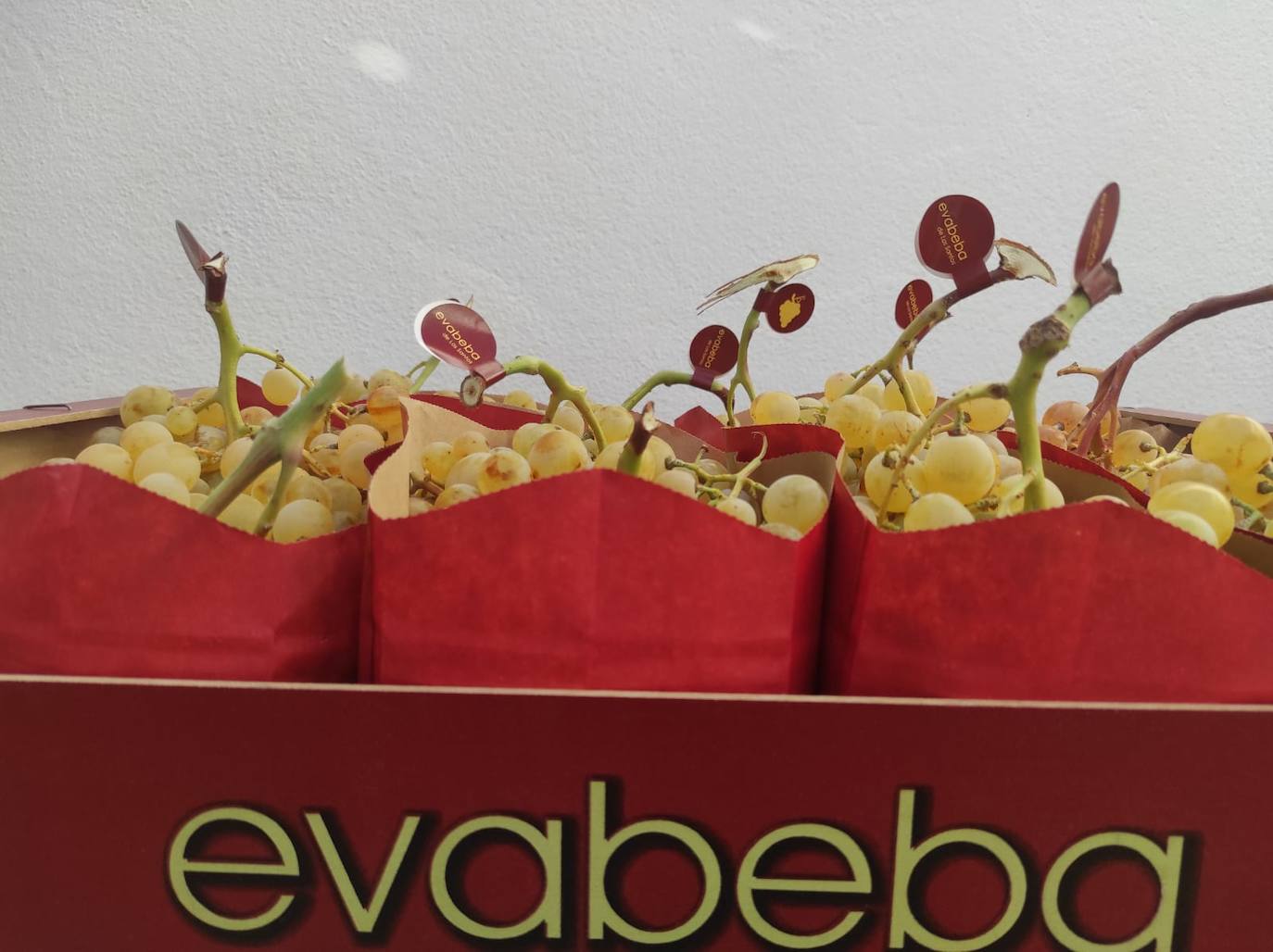 La uva de mesa Eva Beba se lleva a los mercados perfectamente envasada
