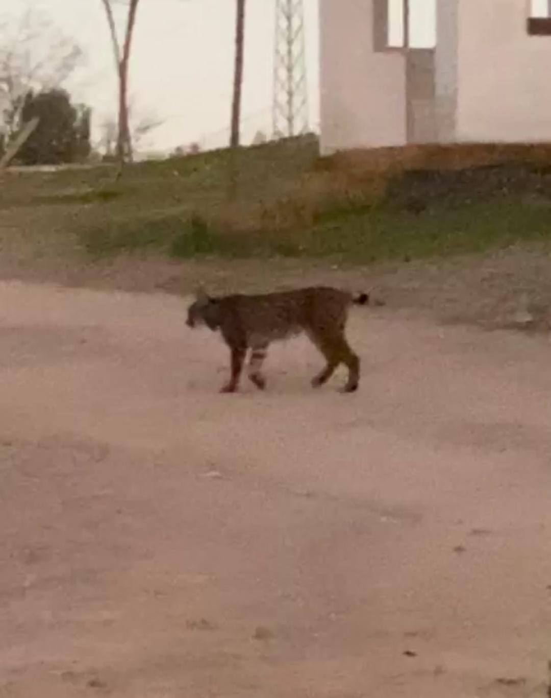 Imagen del lince en los merenderos de la sierra de San Cristobal 