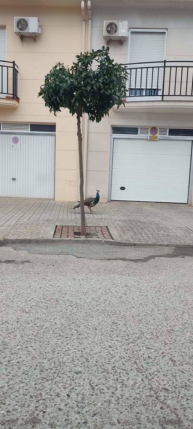 Uno de los pavos en la calle