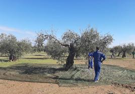 Recolección en un olivar