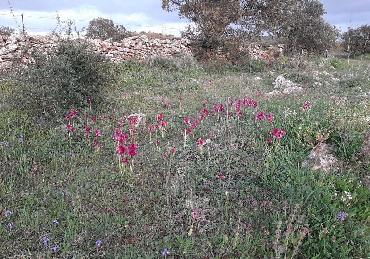 Campo de orquídeas en un camino abandonado
