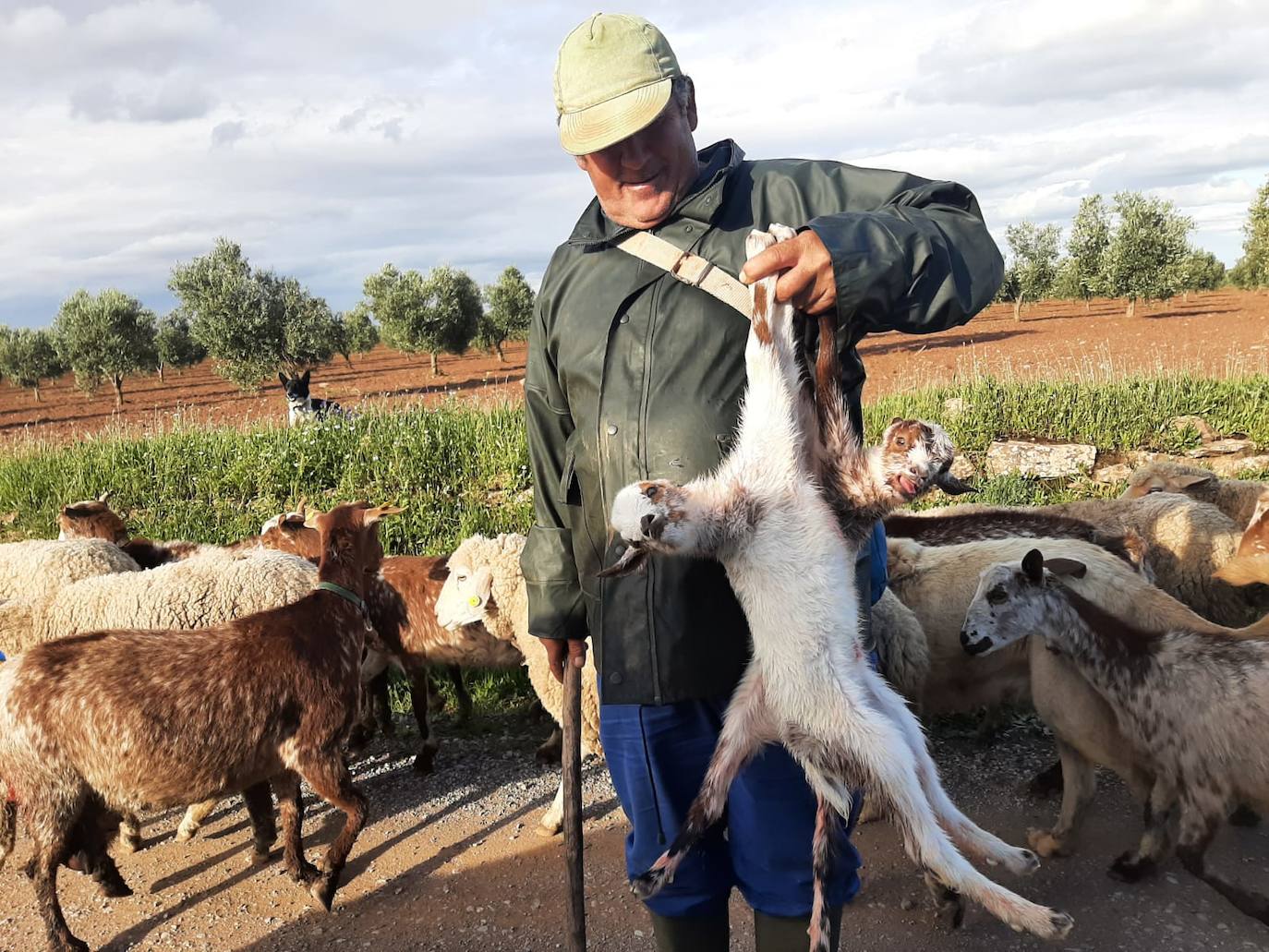 Dos gemelos de cabrito cerca del campo de orquídeas