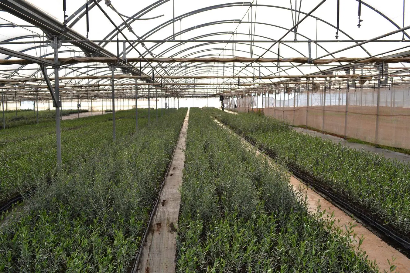 Una perspectiva de parte del vivero de la zona de 'Lamparilla' donde crecen los plantones