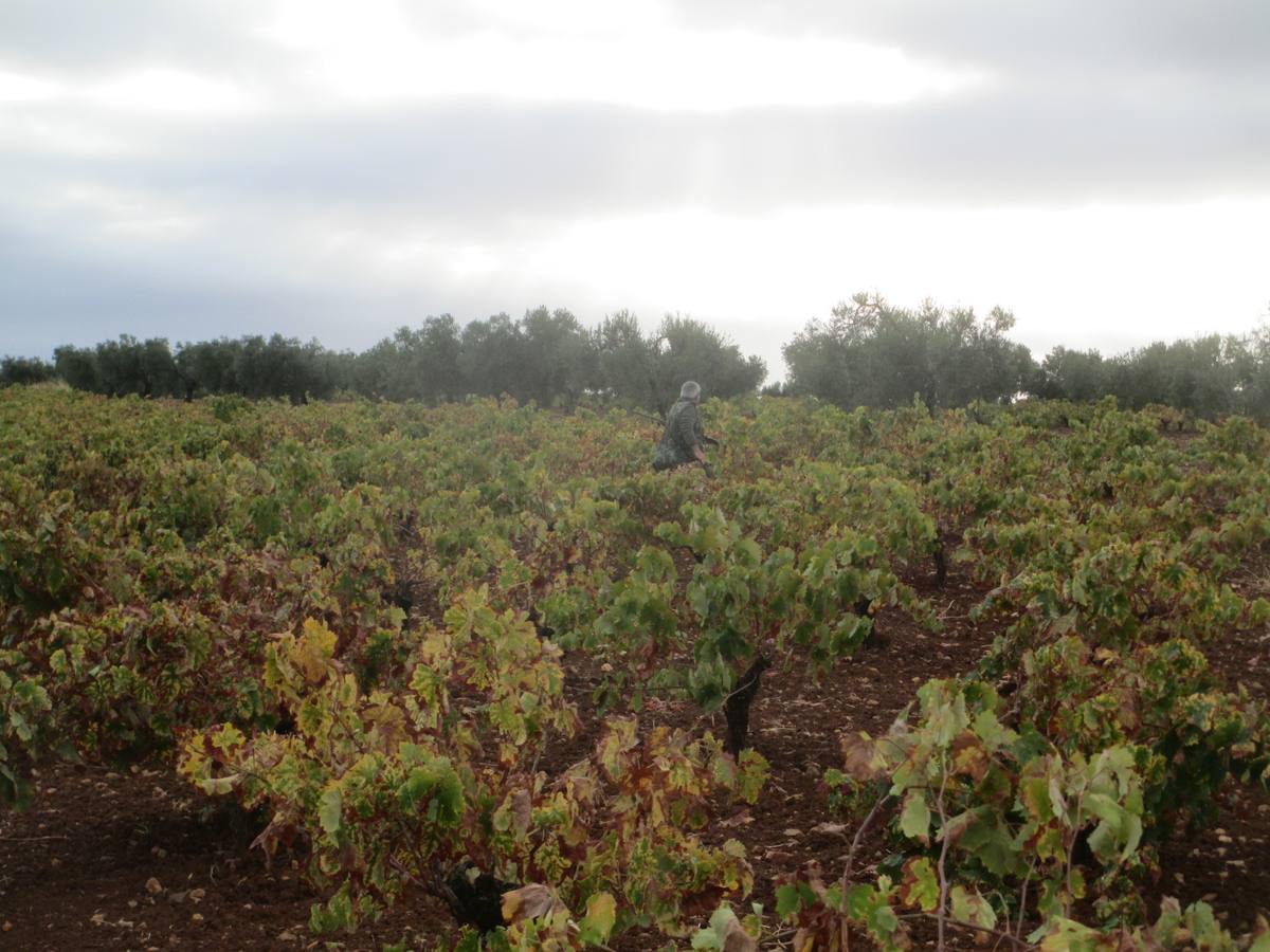 zona de caza entre viñas 