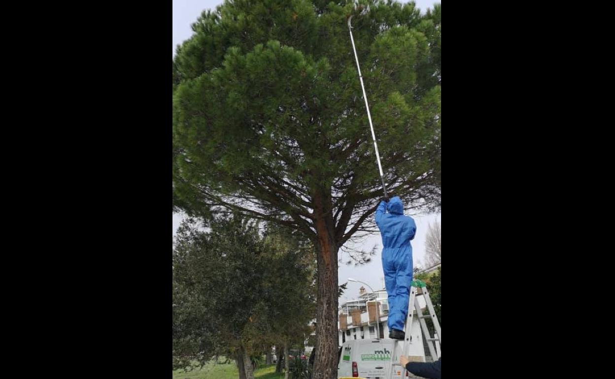 El Ayuntamiento hace frente a la oruga procesionaria