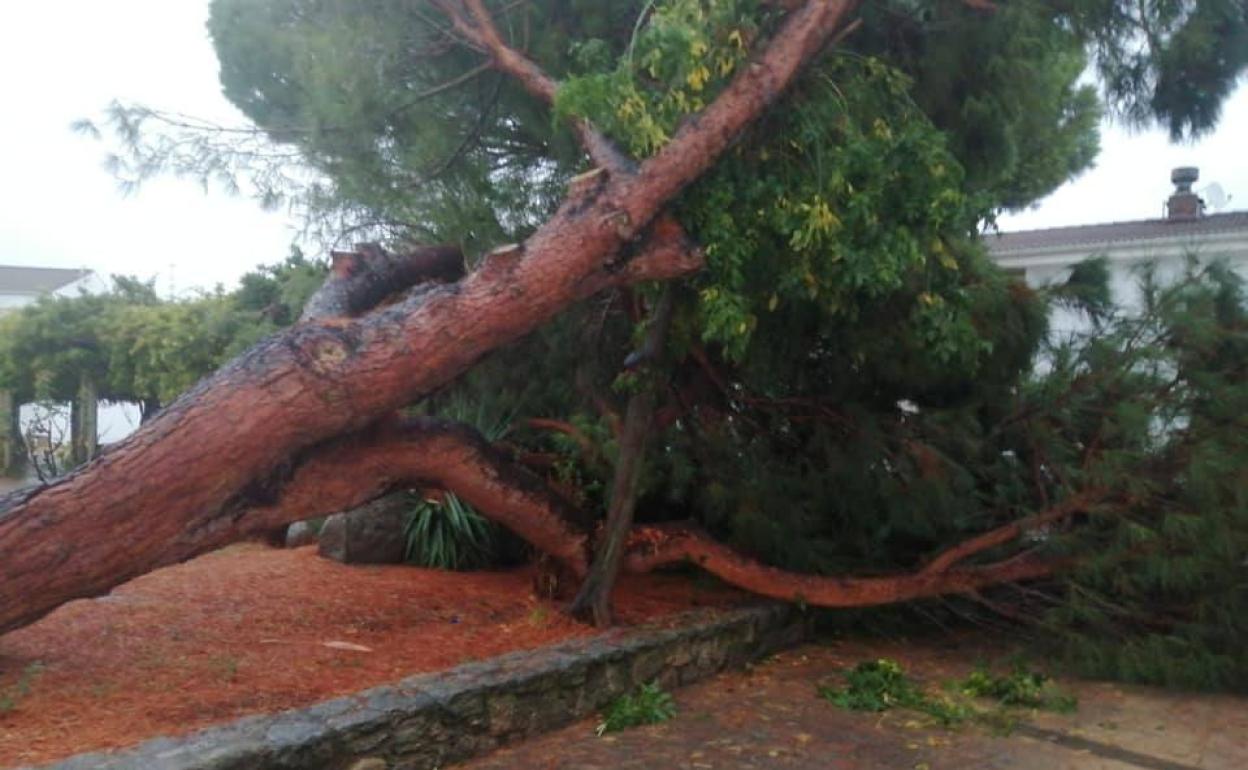 Árbol caído en la Plaza de la Cañada. 