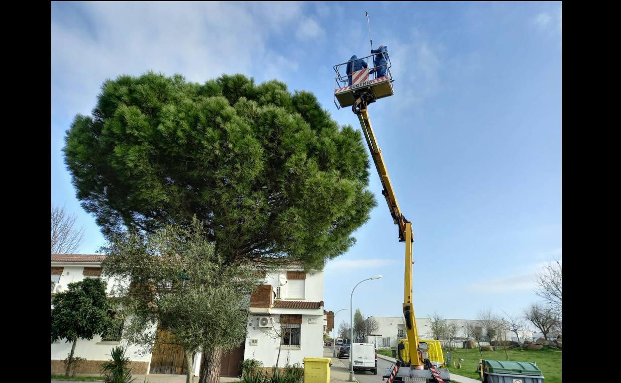 Operarios municipales tratando uno de los pinos de la localidad. 