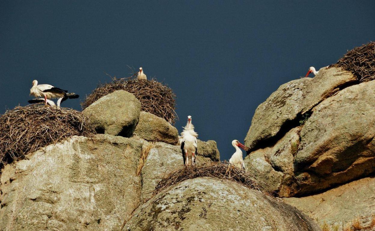 Una colonia de cigüeña blanca en las Peñas del Tesoro. 