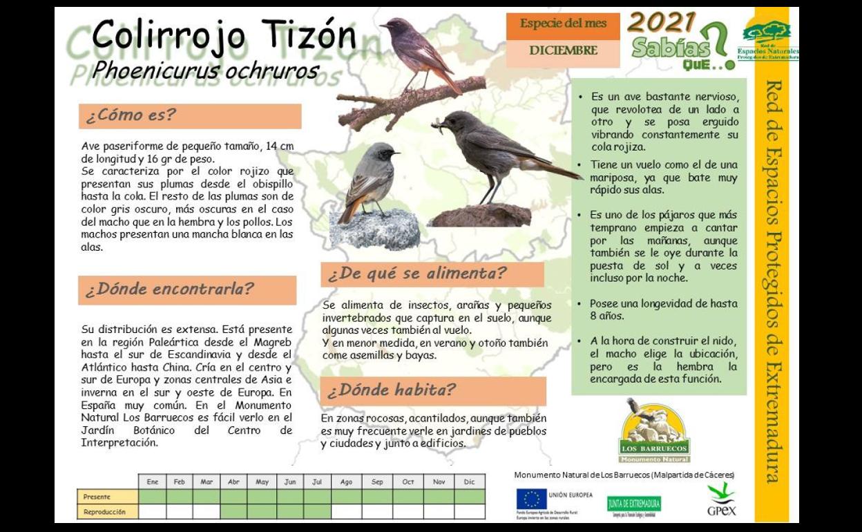 El Centro de Interpretación dedica diciembre al Colirrojo Tizón