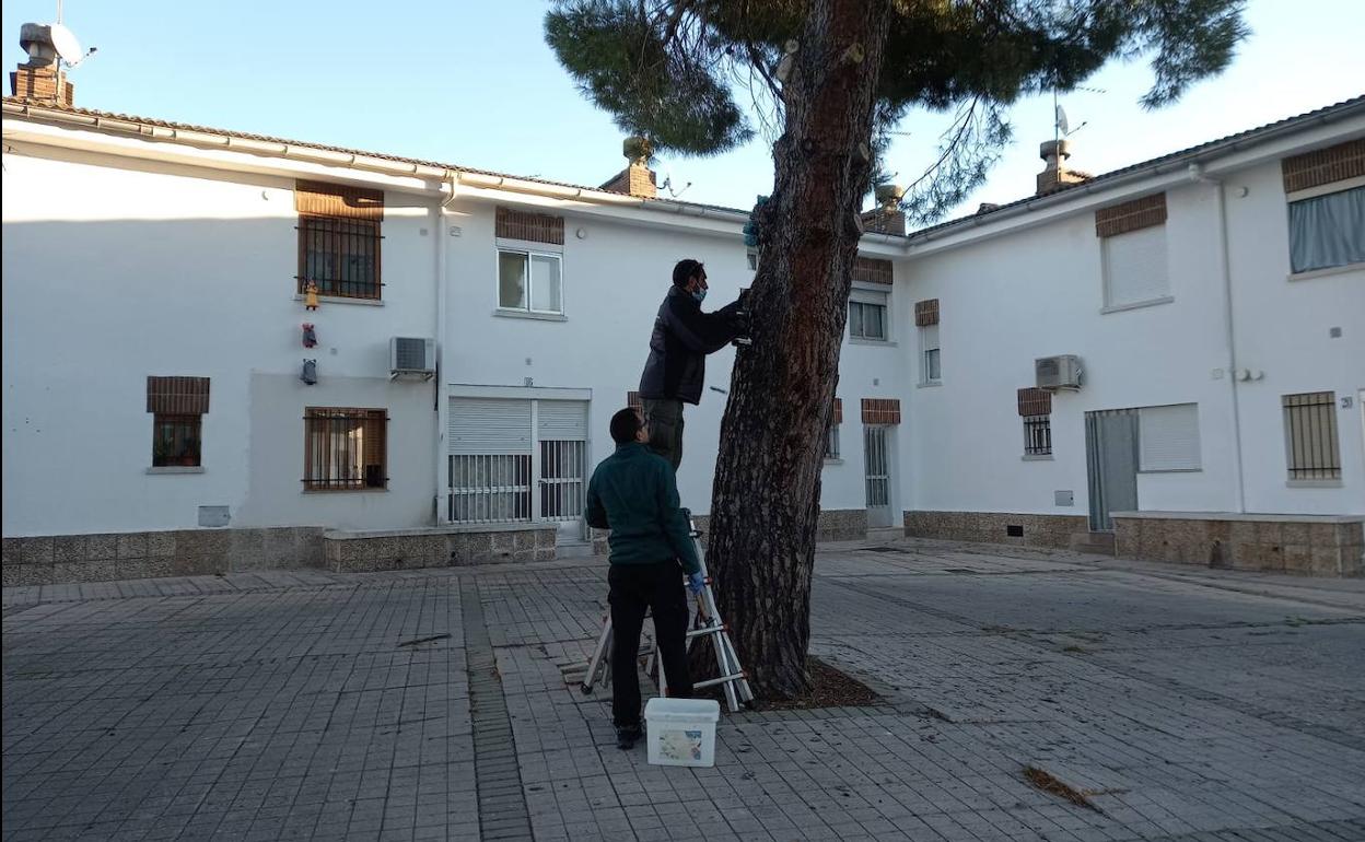 Dos operarios tratando uno de los pinos de la localidad. 